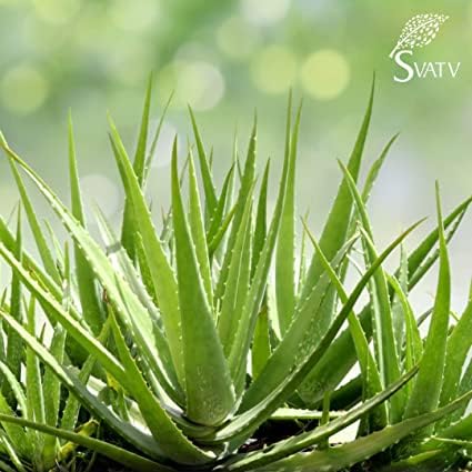 SVATV Natural Aloe Vera Powder For Face Pack and Face Mask - Glowing Soothes & Cools Skin, Natural Glowing, Improve Elasticity Rich Conditioner For Skin & Hair care 227g Half Pound