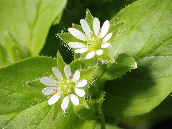 Organic Chickweed Medicinal Oil Raw, Infused, Pressed Herbal Oil Chickweed, Sunflower Seed Oil 1 fl.oz.