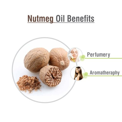 Salvia Bulk Nutmeg (Myristica Fragrans) Oil - 250ml/8.45Fl Oz