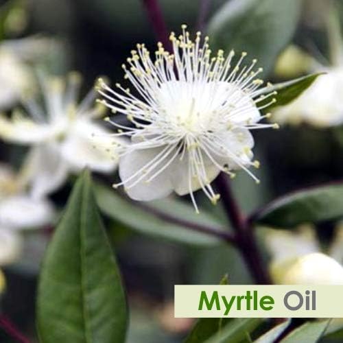 Salvia Myrtle Oil 100% Natural Pure UNDILUTED Uncut Essential Oil (500 ml (16.9 Fl oz))