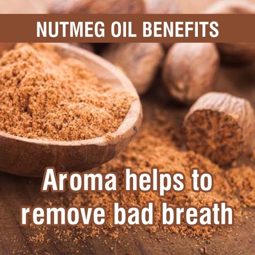 Salvia Bulk Nutmeg (Myristica Fragrans) Oil - 250ml/8.45Fl Oz