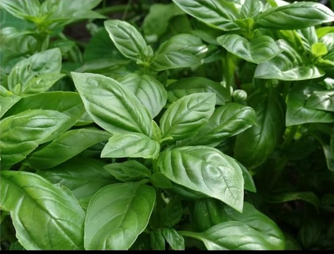 SWEET BASIL Organic Herb Leaves, 8 oz. Pouch, Cut and Sifted, Loose Leaf Herb, Culinary Spice, Cooking, Marinating, Baking, Chef Choice (Sweet Basil)
