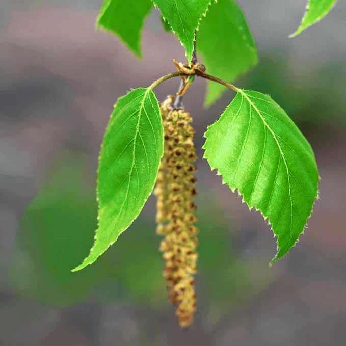 Sinesia | Take a Nap Conditioning No-Rinse Chrono-Serum (3.21 oz) | Anti Frizz Hair Smoothing Serum With Vitamin C & E | Nourishing & Detangling Hair Treatment for Frizzy, Dry, & Damaged Hair Types