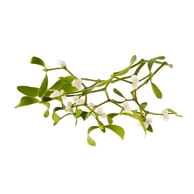 Biokoma Pure and Organic Mistletoe Dried Herb 100g (3.55oz) In Resealable Moisture Proof Pouch, USDA Certified Organic - Herbal Tea, No Additives, No Preservatives, No GMO, Kosher