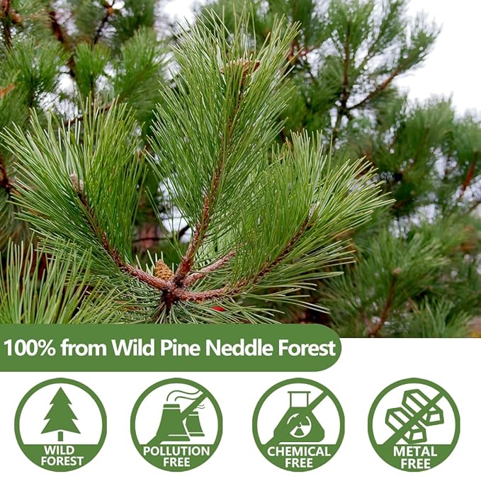 Premium 100 Pine Neddle Tea Bags,100% Picked from Natural Wild Pine Neddle, No Caffeine & No Additives.