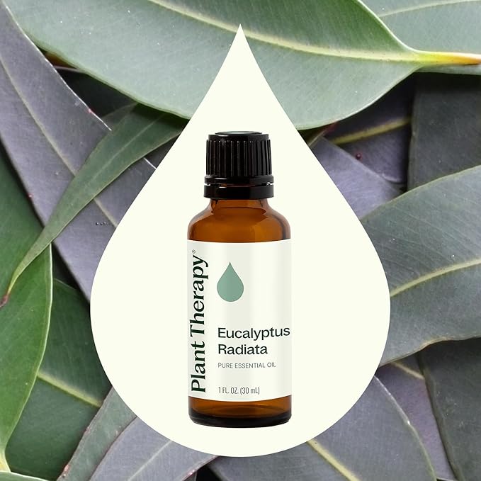 Plant Therapy Eucalyptus Radiata Essential Oil 30 mL (1 oz) 100% Pure, Undiluted, Therapeutic Grade