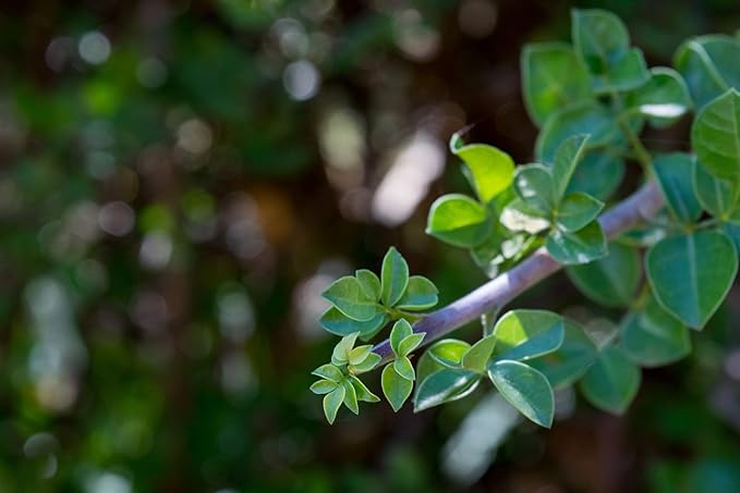 US Organic 100% Genuine Myrrh Essential Oil - Sourced from The Horn of Africa, USDA Certified Organic, Extracted by Hydro-Distillation (Myrrh, 10 ml)