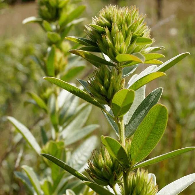 Sinesia | Take a Nap Conditioning No-Rinse Chrono-Serum (3.21 oz) | Anti Frizz Hair Smoothing Serum With Vitamin C & E | Nourishing & Detangling Hair Treatment for Frizzy, Dry, & Damaged Hair Types