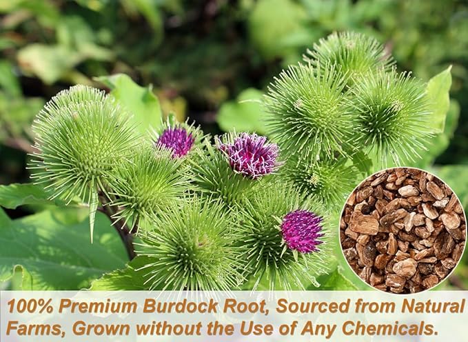 Premium Burdock Root Tea Bags,140 Tea Bags.100% Natural Burdock Tea,No Additives,Caffeine Free.
