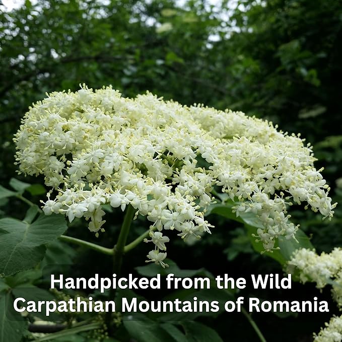 Wild Bliss Organic Elderflower Herbal Tea - Caffeine Free Elder Flowers Tisane - Pharmacopoeia Potency - 20 Plant Based Tea Bags