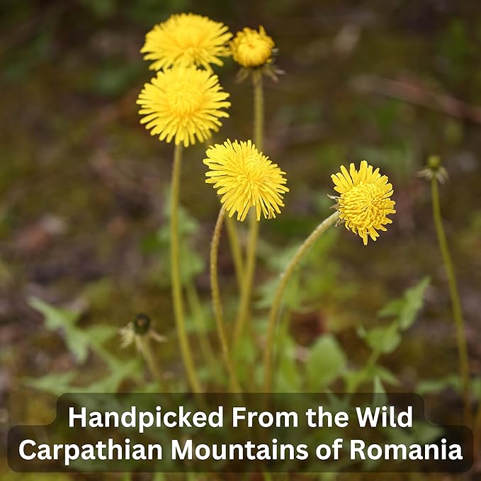 Wild Bliss Organic Wild Raw Dandelion Root Tea - Pharmacopoeia Quality Caffeine Free Herbal Detox Support - 25 Plant Based Tea Bags