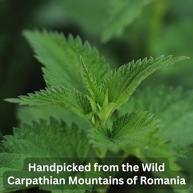 Wild Bliss Organic Wild Stinging Nettle Leaf Tea - Caffeine Free Urinary Tract and Joint Health Herbal Support - Pharmacopoeia Potency - 75 Plant Based Tea Bags