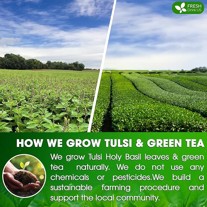 FreshDrinkUS, Premium 75 Tulsi Green Tea Bags, 100% Natural, Blend of Tulsi Holy Basil Leaves, and Green Tea Leaves. Made with Natural Material Tea Bags. No Sugar, Vegan.