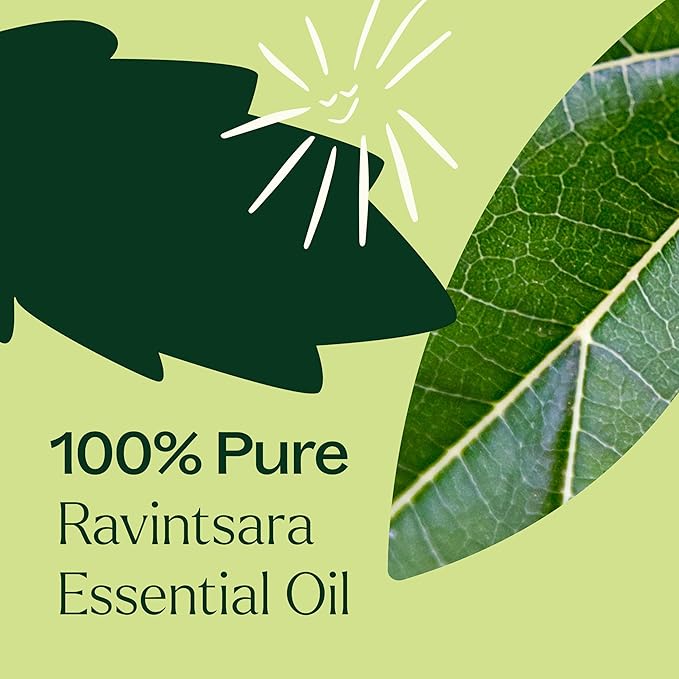 Plant Therapy Ravintsara Essential Oil 10 mL (1/3 oz) 100% Pure, Undiluted, Therapeutic Grade