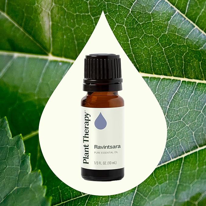 Plant Therapy Ravintsara Essential Oil 10 mL (1/3 oz) 100% Pure, Undiluted, Therapeutic Grade