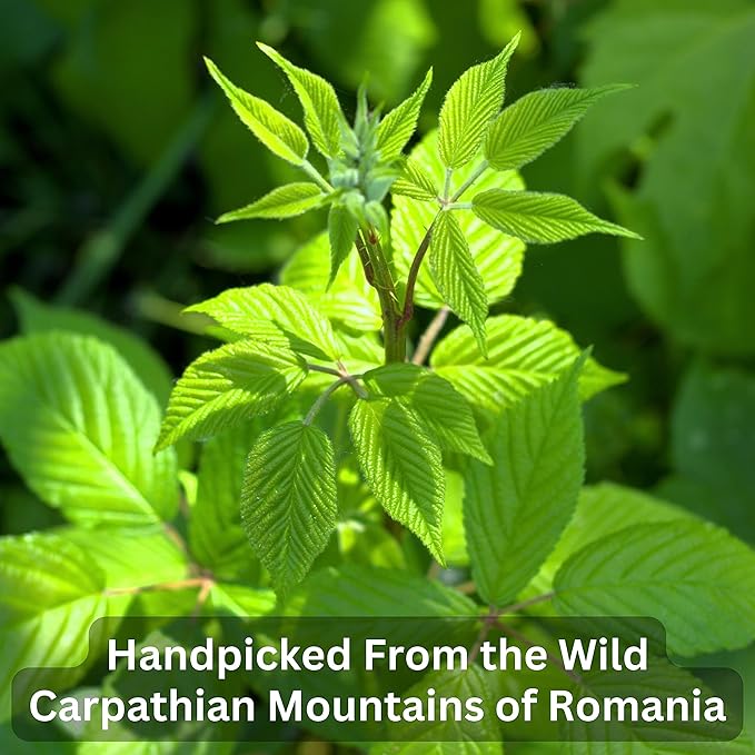 Wild Bliss Organic Red Raspberry Leaf Tea Pregnancy and Menstrual Support - Loose Leaf Herbal Tea - 7 Ounces - 100 Servings