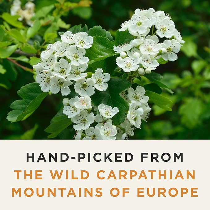 Wild Bliss Organic Hawthorn Loose Leaf and Flower Tea - Caffeine Free Heart Health Herbal Support - 1.76 Oz - 25 Servings