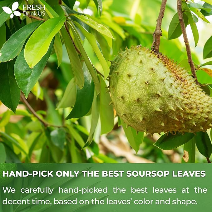 FreshDrinkUS, Premium 275+ Soursop Graviola Whole Dried Leaves Tea, 275-300 Soursop Graviola Guanabana Whole Leaves, Wildcrafted, Hoja Guanabana Loose Leaf Herbal Tea, No Gluten, Vegan