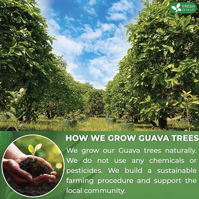 FreshDrinkUS, Premium 75 Guava Leaf Tea Bags, 100% Natural & Pure from Guava Leaves. Loose Leaf Guava Herbal Tea. Guava Leaf Tea. No Sugar, No Caffeine, No Gluten, Vegan.