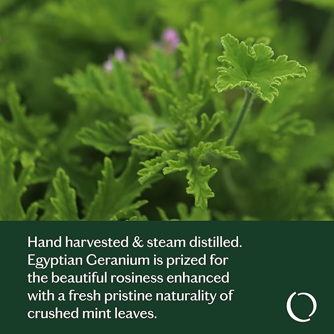 LIVEDROPS 24/7 Good Geranium Essential Oil - Sublime Scent of Geranium - Crafted in France - Pure & Natural - Aromatherapy - Dilute in Carrier Oil for The Skin or use in a Diffuser