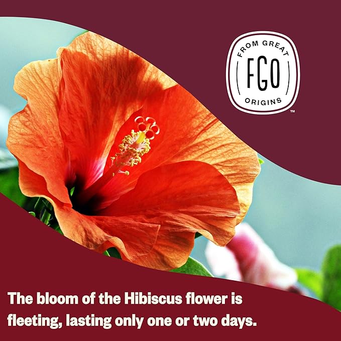 FGO Organic Hibiscus Iced Tea, 36 Eco-Conscious Pitcher Sized Tea Bags, Packaging May Vary (Pack of 1)