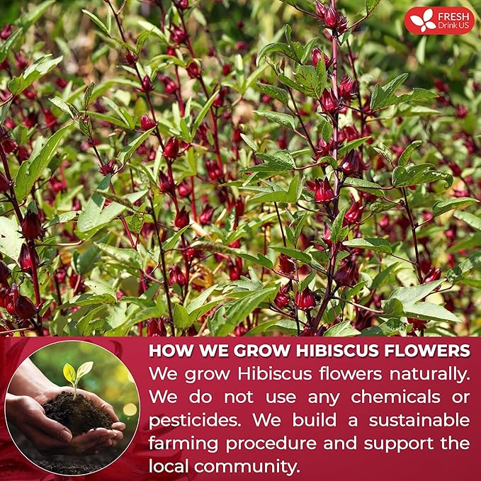 FreshDrinkUS, Premium 140 Hibiscus Flowers Tea Bags, 100% Natural, Handmade, Pure from Hibiscus Flowers. Loose Flower Hibiscus Herbal Tea. Hibiscus Flower Tea. No Sugar/Caffeine/Gluten, Vegan.