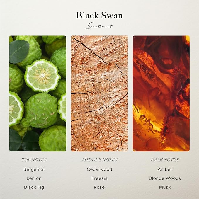 Black Swan Hotel Diffuser Oil | Aromatherapy Home Fragrance | Luxurious Scent with Notes of Blonde Woods, Rose, Black Fig (50 mL)