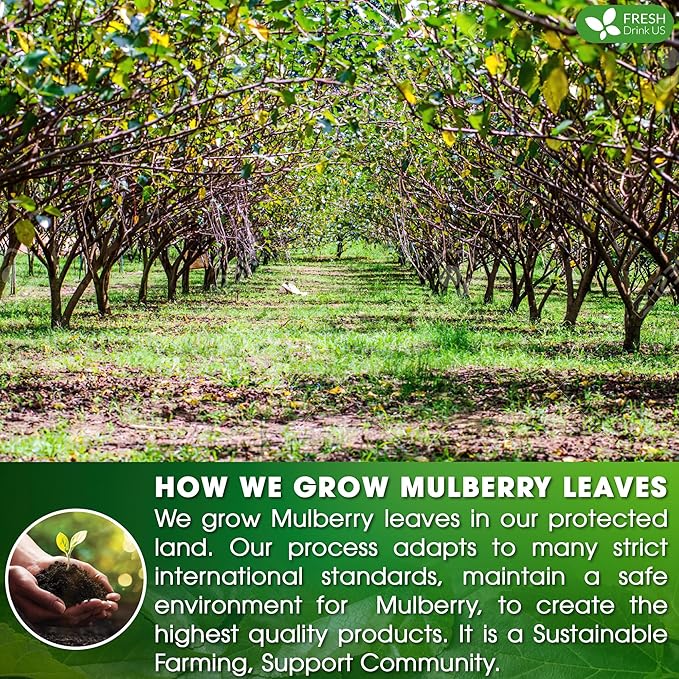 FreshDrinkUS, Premium 120 Mulberry Leaf Tea Bags, 100% Natural & Pure from Mulberry Leaves. Loose Leaf Mulberry Herbal Tea. Made with Natural Material Tea Bags. No Sugar, No Caffeine, No Gluten, Vegan.