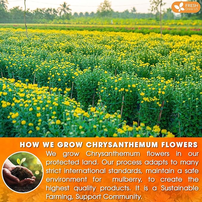 FreshDrinkUS Premium Chrysanthemum Flower Tea Bags - 120 Count, 100% Natural and Pure, Eco-Conscious. Herbal Tea, No Sugar, No Caffeine, No Gluten, Vegan