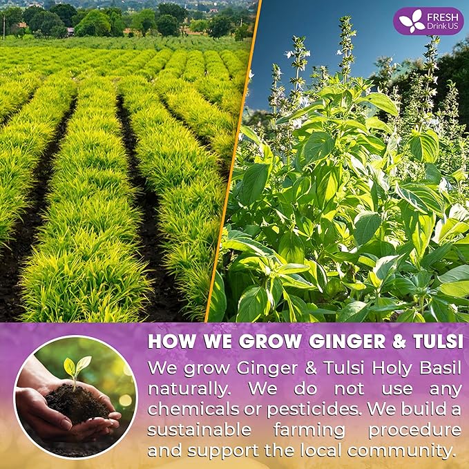 FreshDrinkUS, Premium 75 Ginger Tulsi Tea Bags, 100% Natural, Hand-made Blend of Ginger and Tulsi Holy Basil Leaves, Eco-conscious Tea Bags. Ginger Tulsi Herbal Tea. No Sugar, No Caffeine, Vegan.