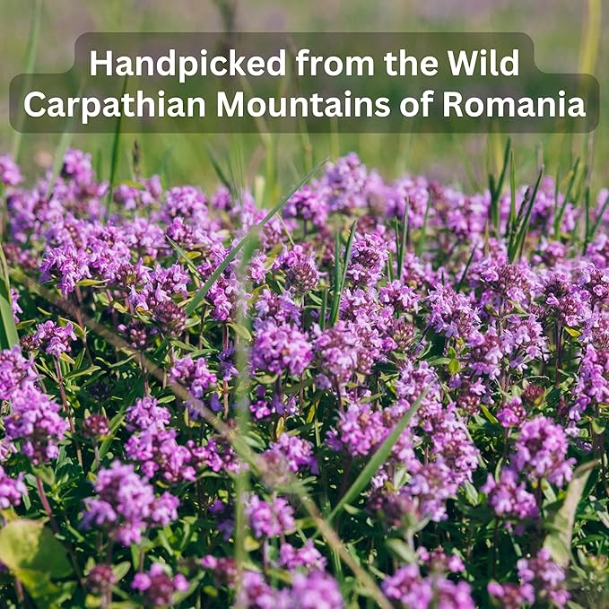 Wild Bliss Organic Wild Thyme Tea - Caffeine Free Respiratory Herbal Support - Pharmacopoeia Potency - 20 Plant Based Tea Bags